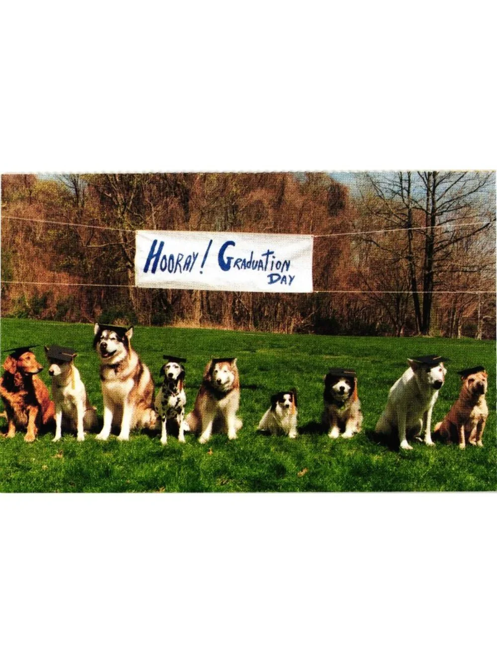 Hooray Graduation Day Dogs Postcard Real Photo North Shore Animal League Unused